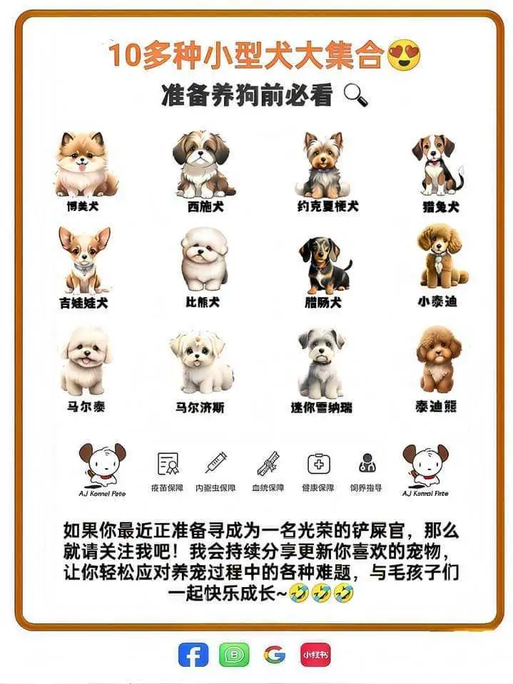 全新马唯一专售高端名犬